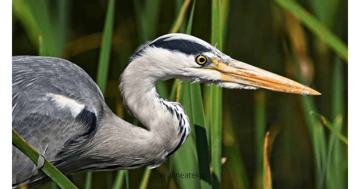 Koi & Co - 8 Tips Om De Reiger Uit De Buurt Van Uw Vijver Te Houden
