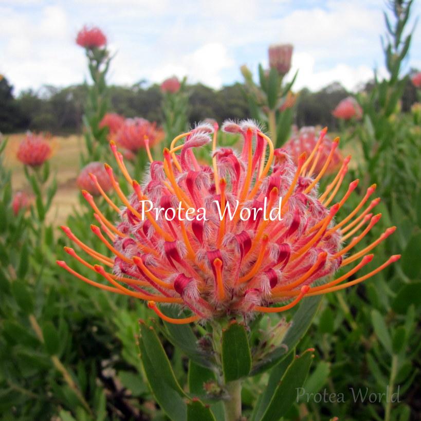 Scarlet Ribbon Protea World