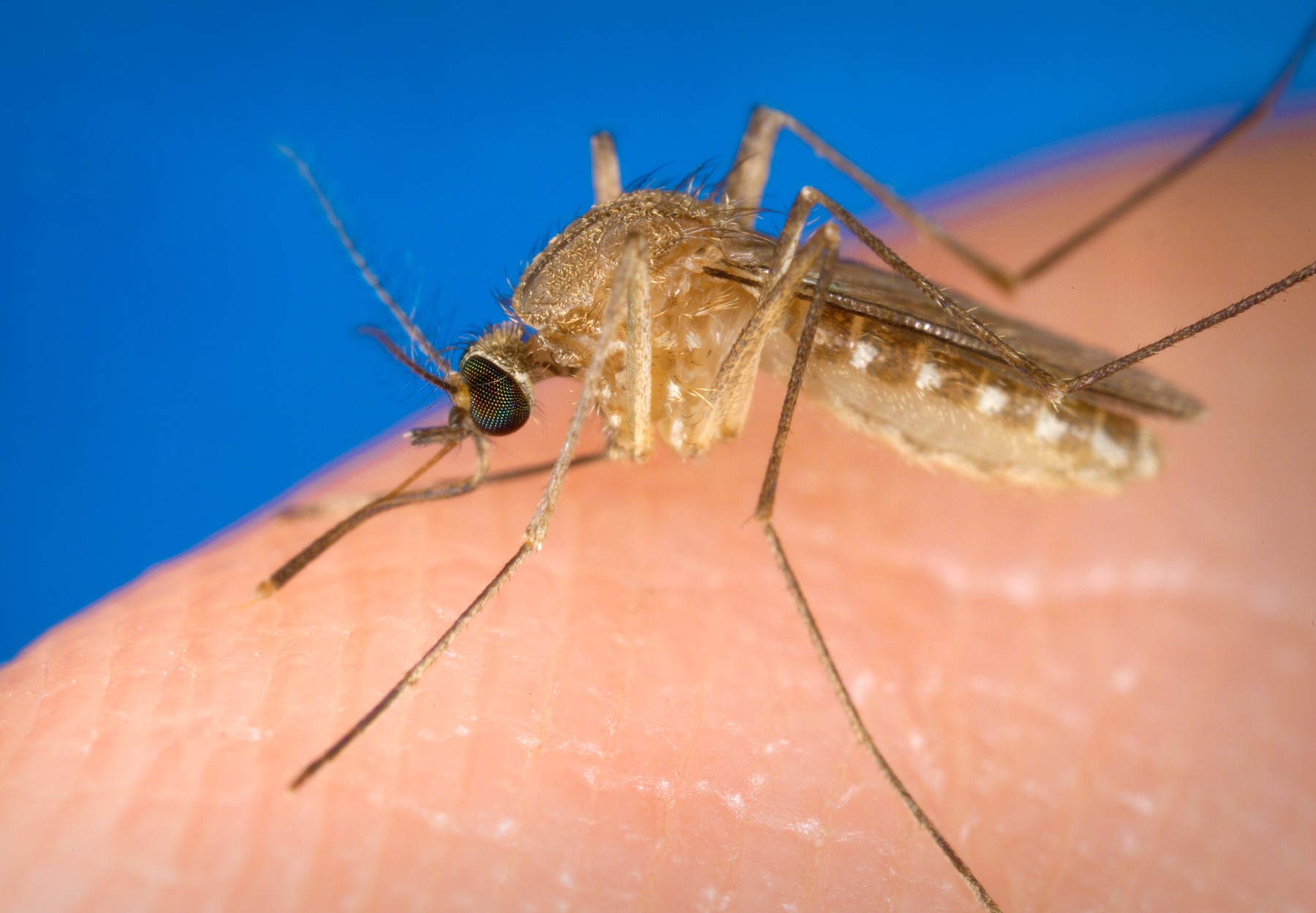West Nile Virus Communicable Diseases Public & Environmental Health Environmental Health