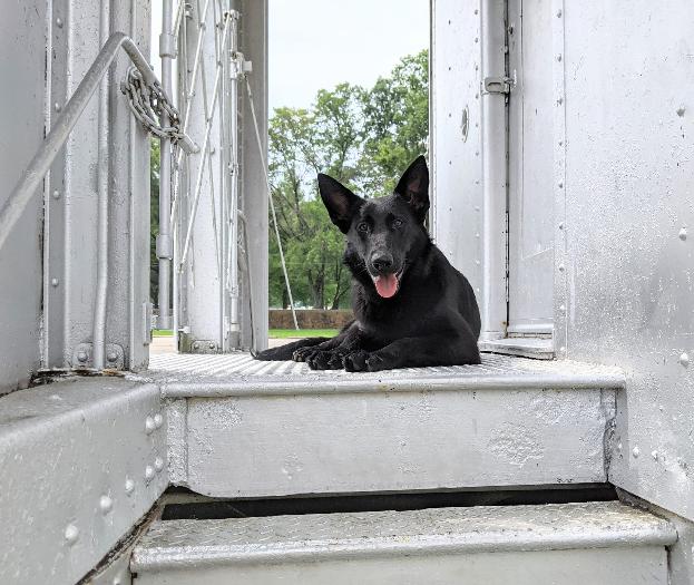 Protection Dog Sales Product Detail