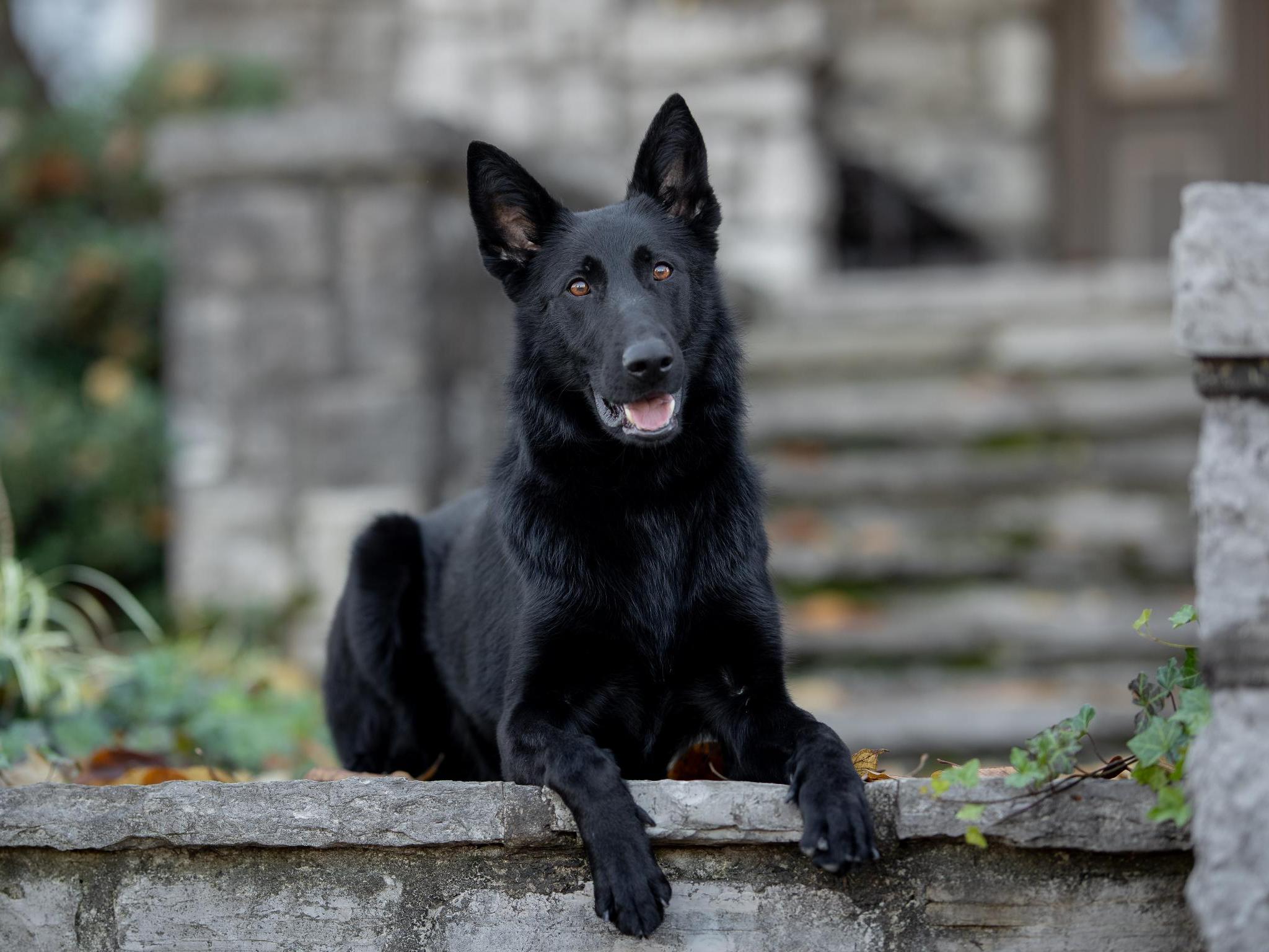 Protection Dog Sales Product Detail