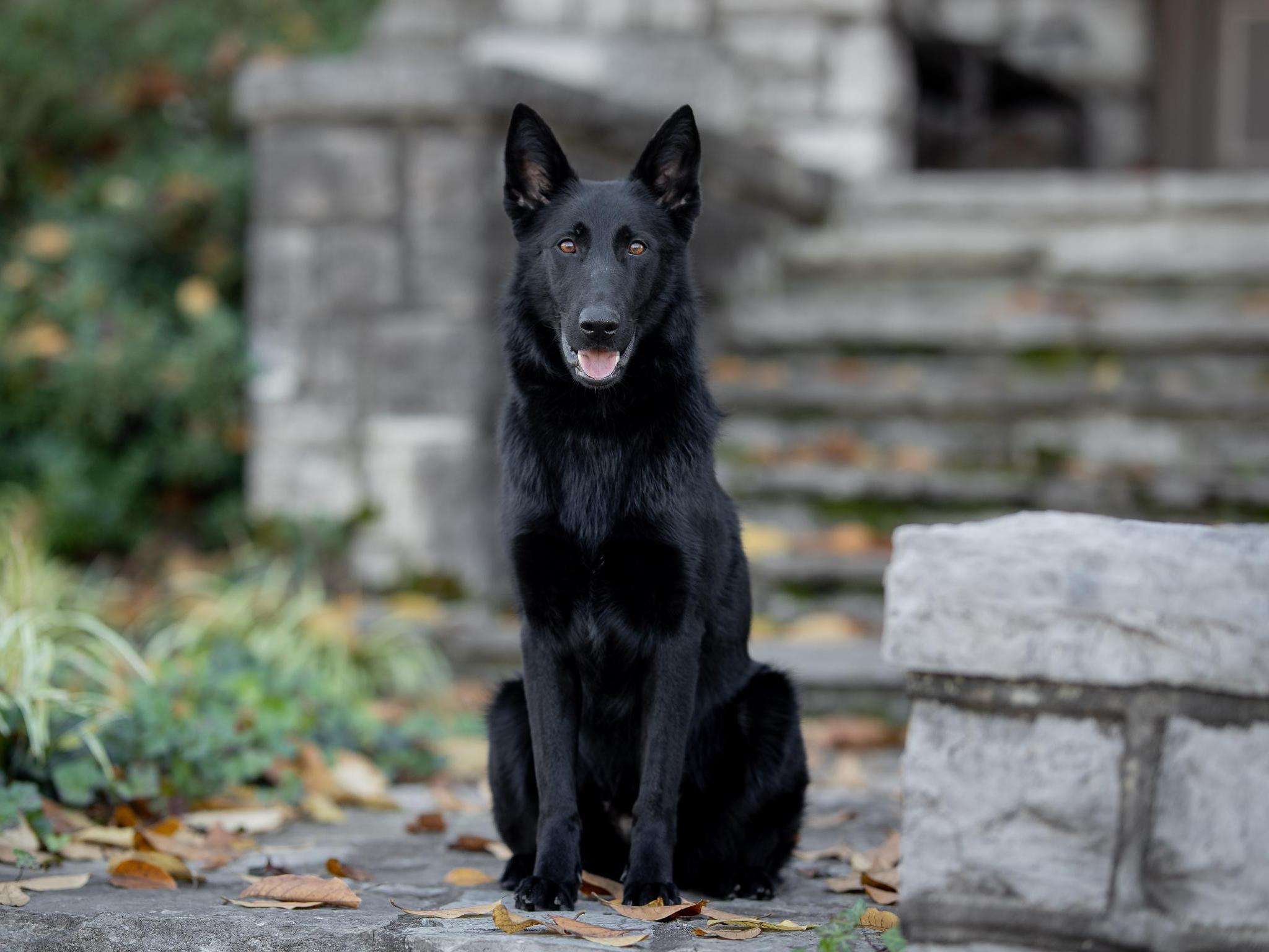 Protection Dog Sales Product Detail