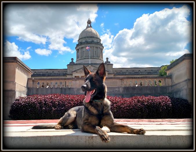 Protection Dog Sales Product Detail