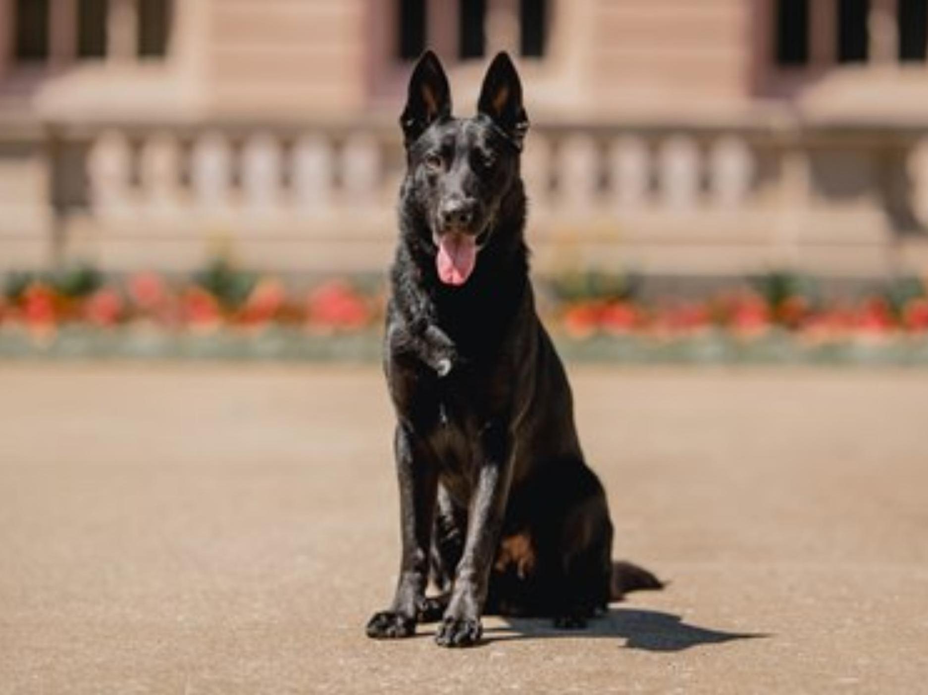 Protection Dog Sales Product Detail