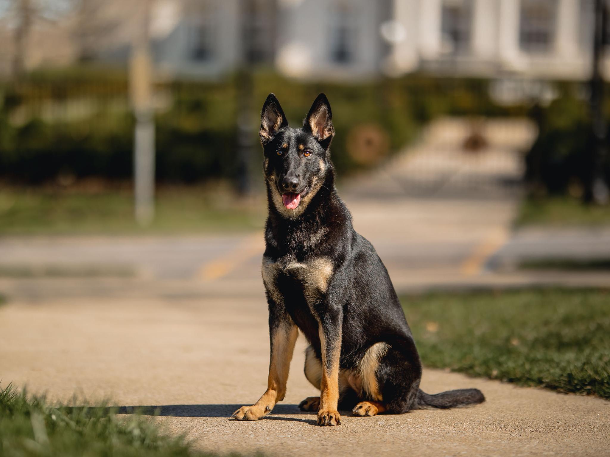 Protection Dogs For Sale Protection Dog Sales