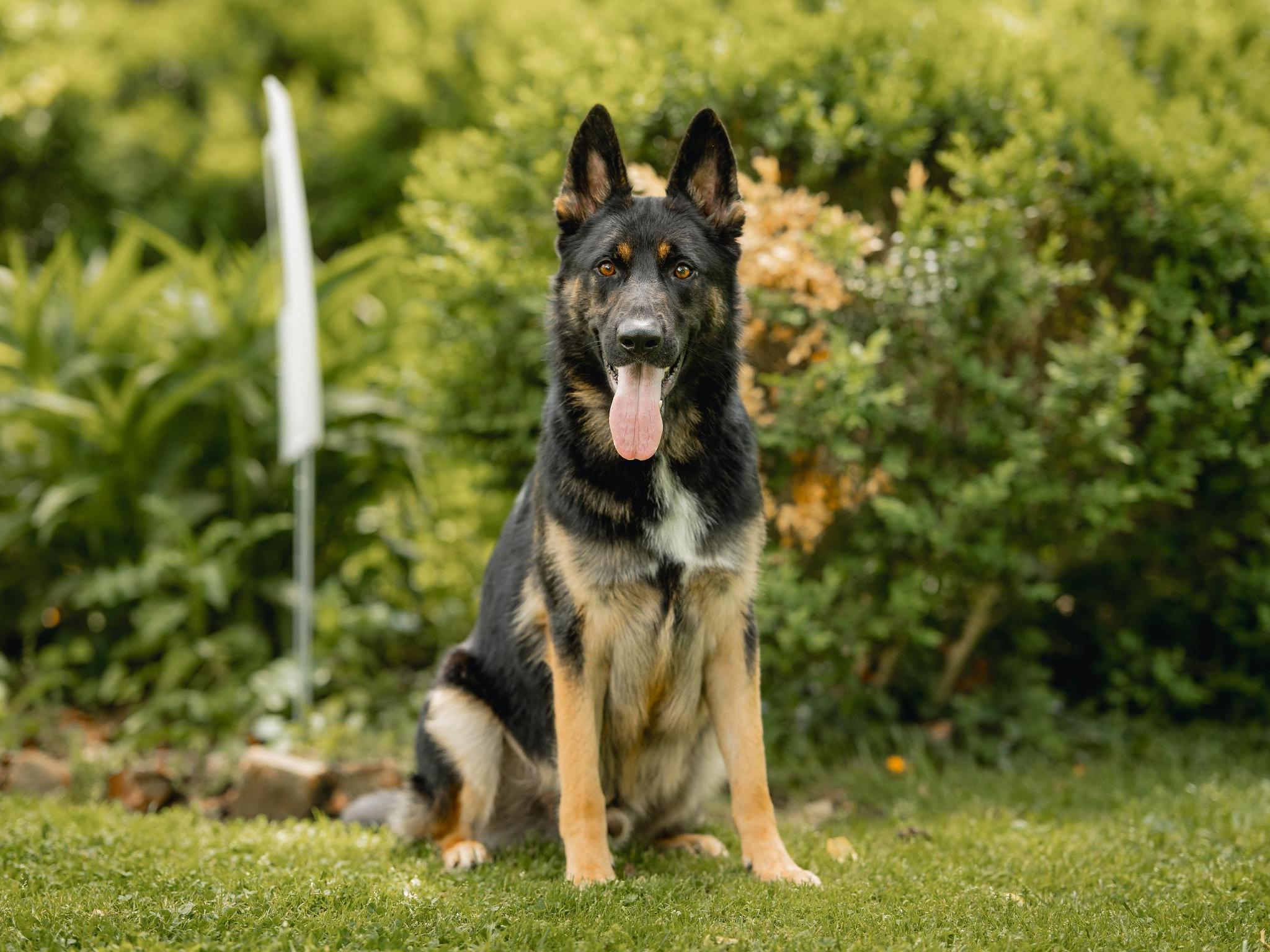 Protection Dogs For Sale Protection Dog Sales