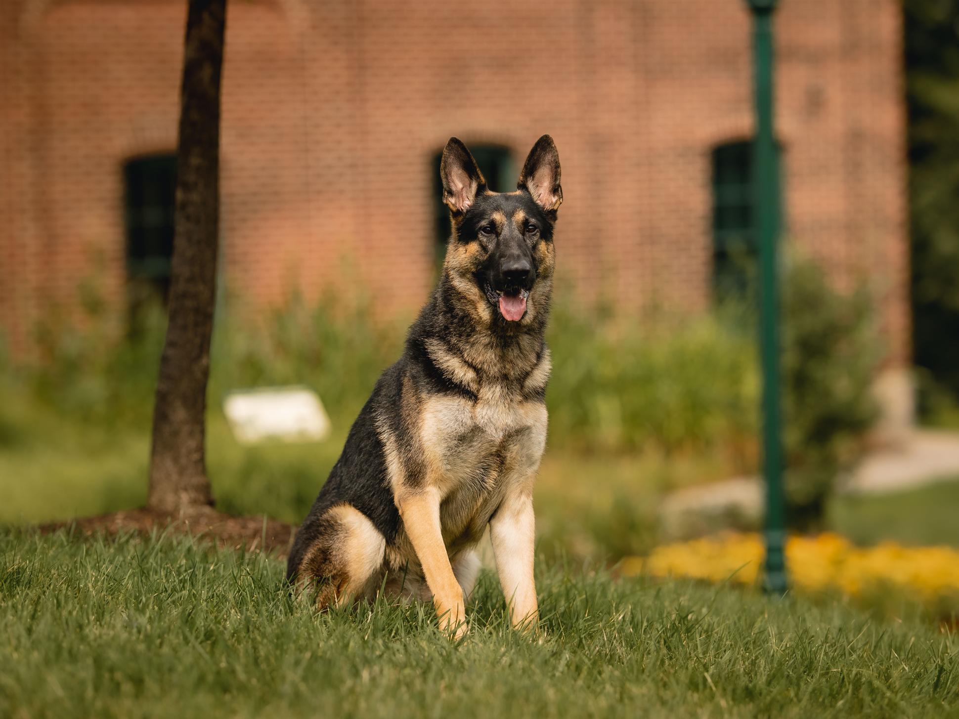 Protection Dogs For Sale Protection Dog Sales