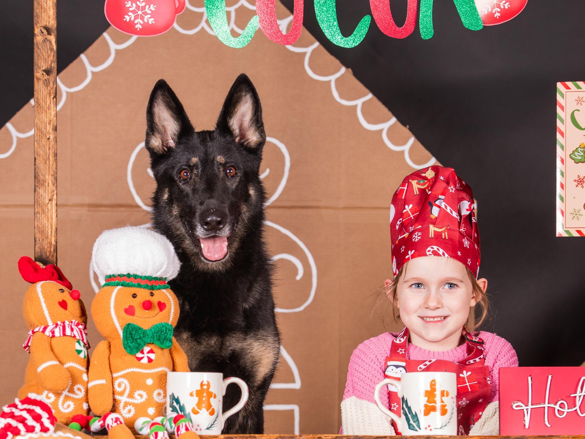 Protection Dogs For Sale Protection Dog Sales