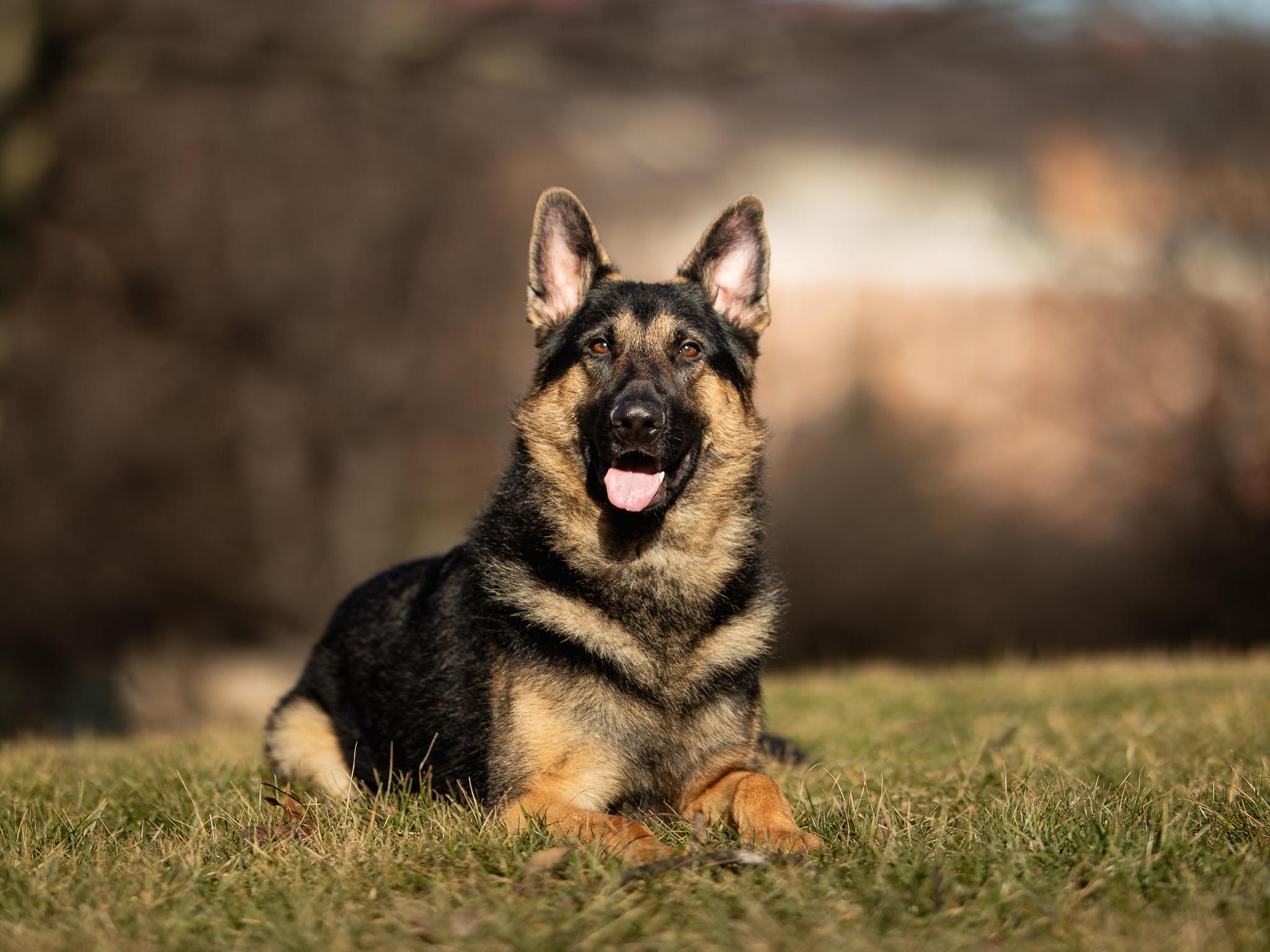 Protection Dogs For Sale Protection Dog Sales