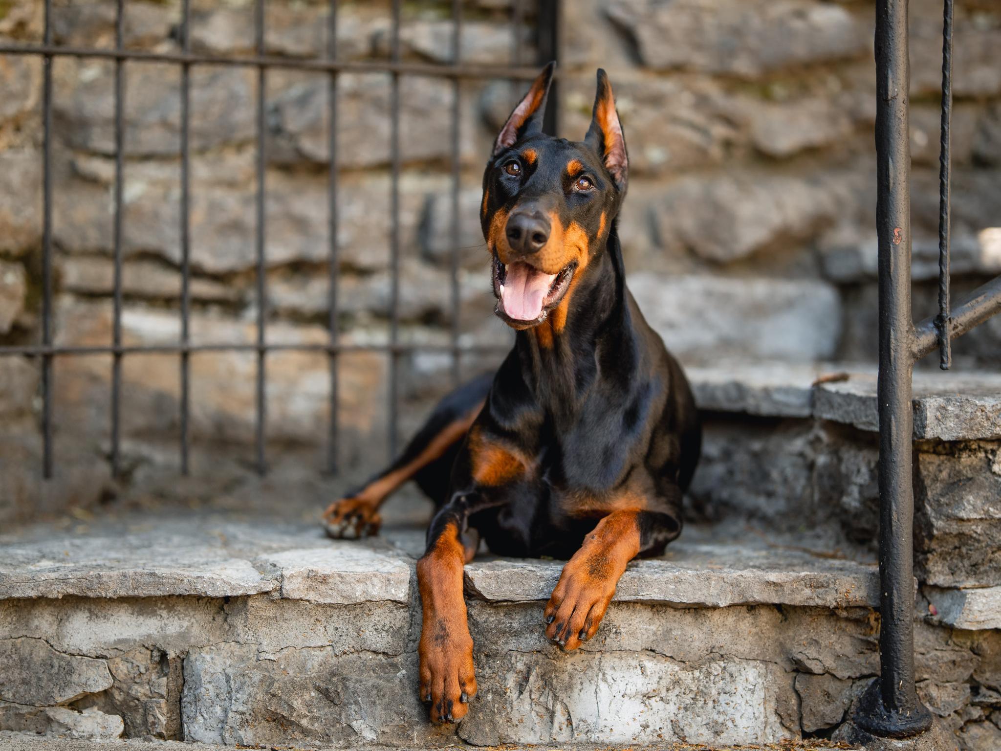 Protection Dogs For Sale Protection Dog Sales