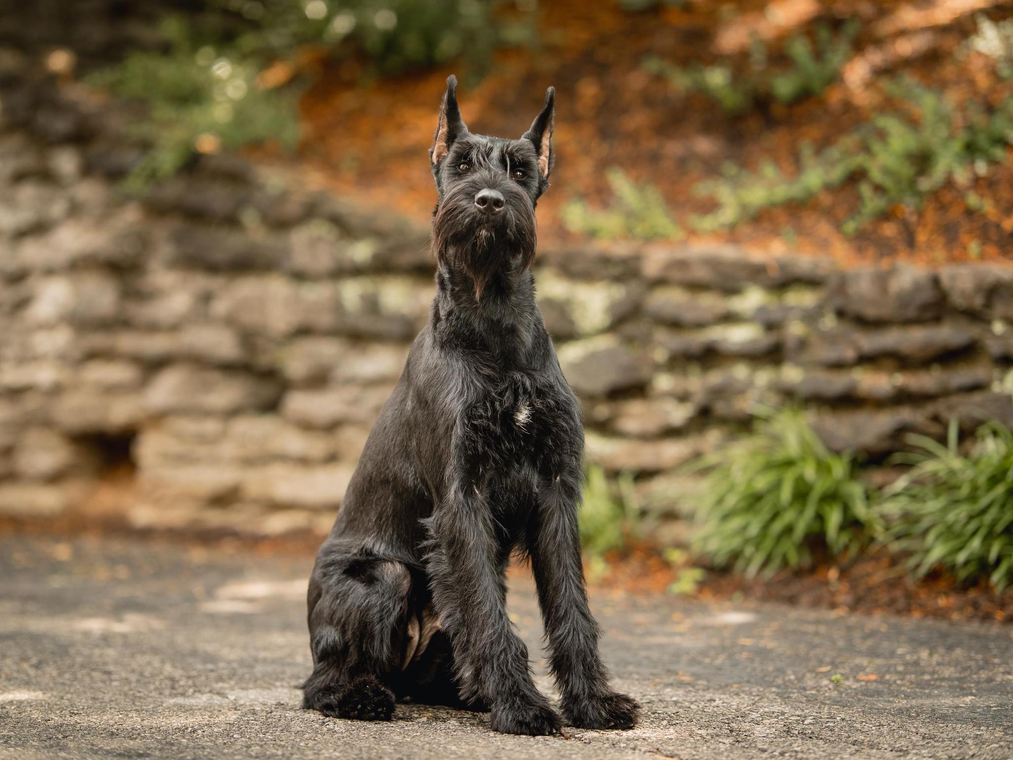 Protection Dogs For Sale Protection Dog Sales