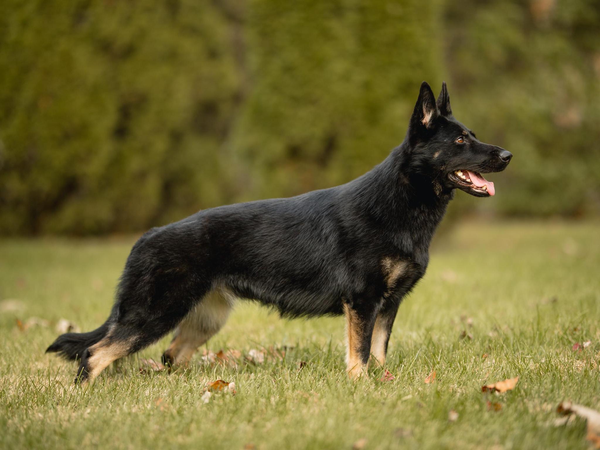 Protection Dogs For Sale Protection Dog Sales