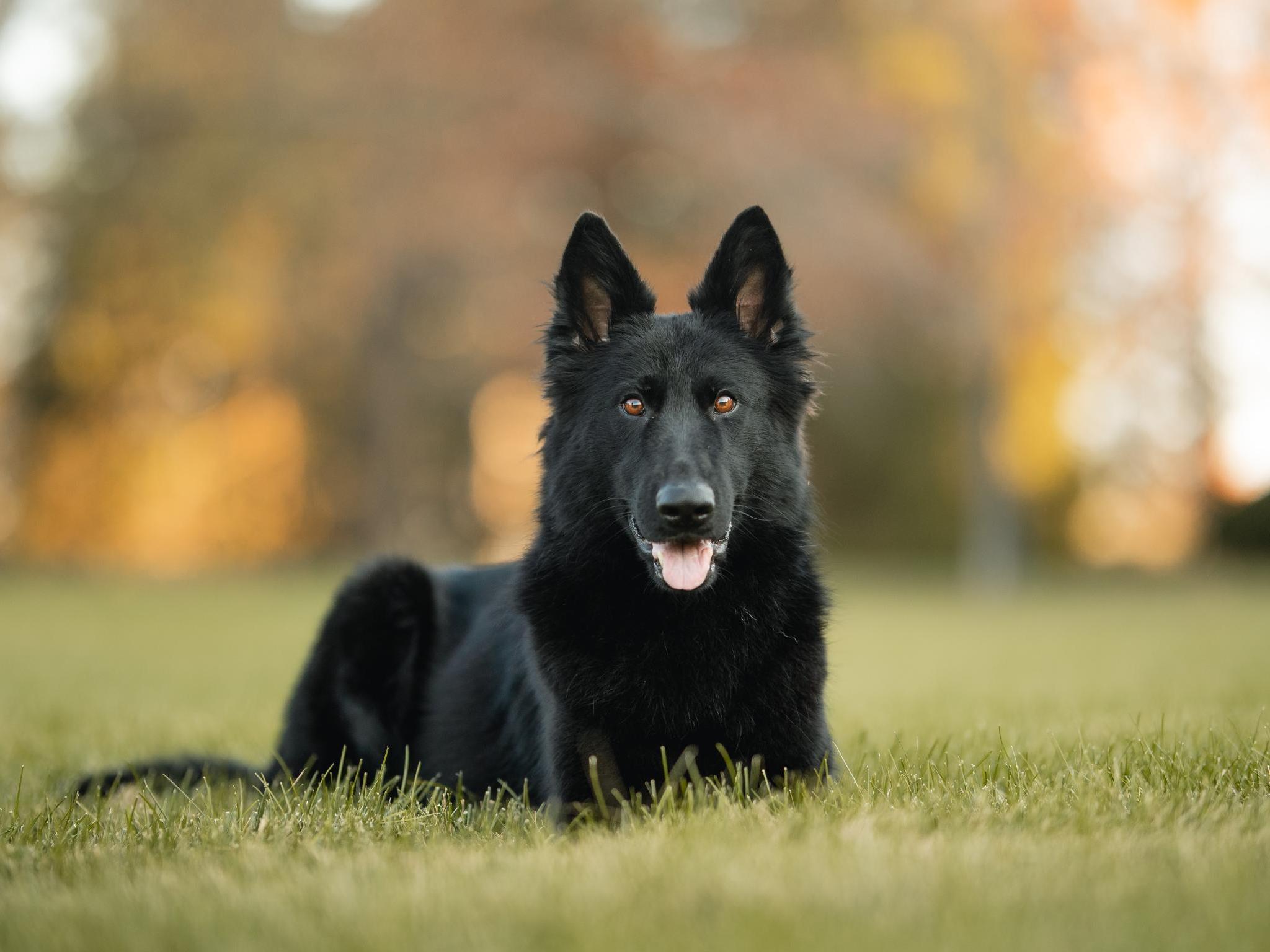 Protection Dogs For Sale Protection Dog Sales