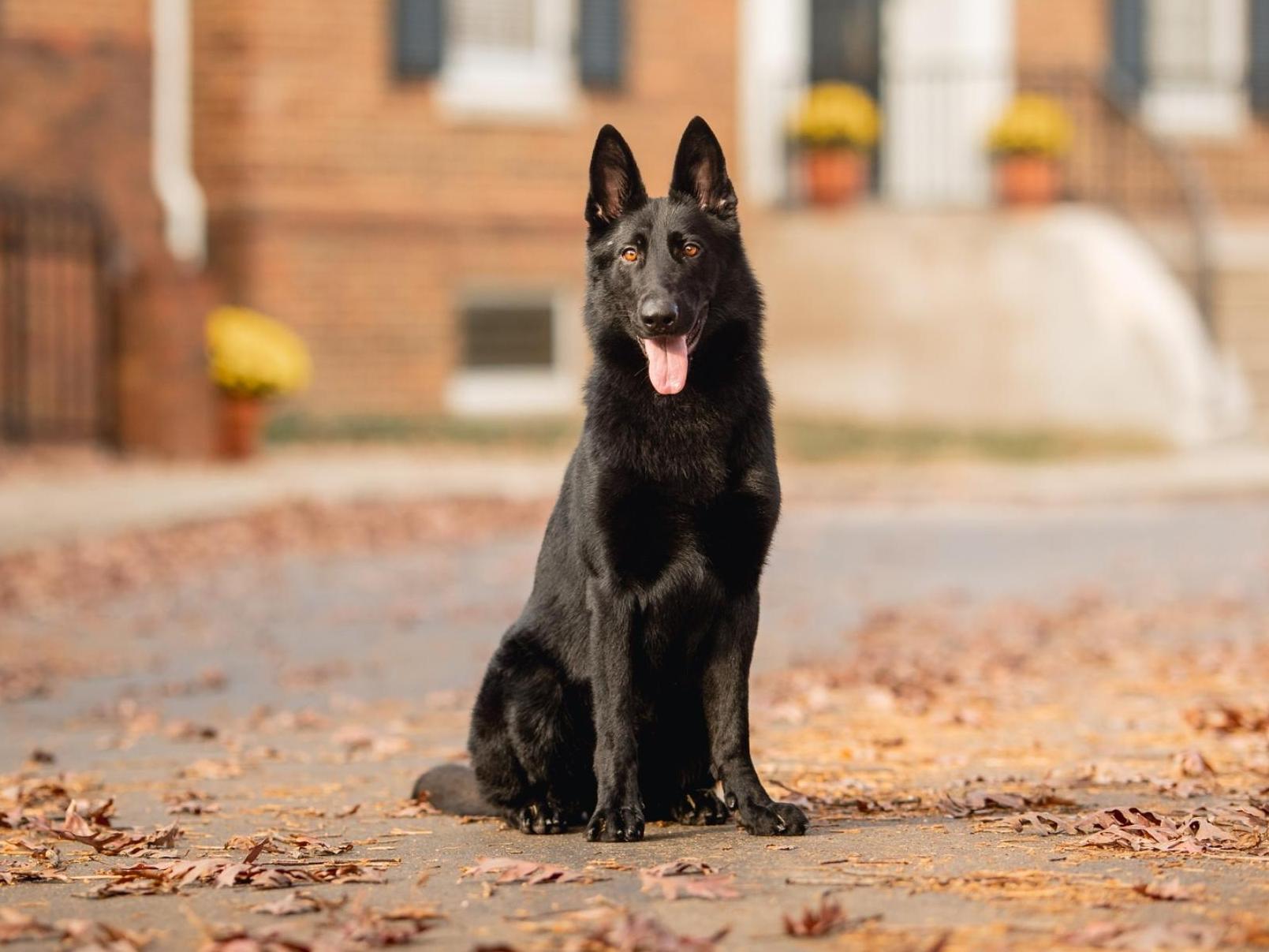 Protection Dogs For Sale Protection Dog Sales