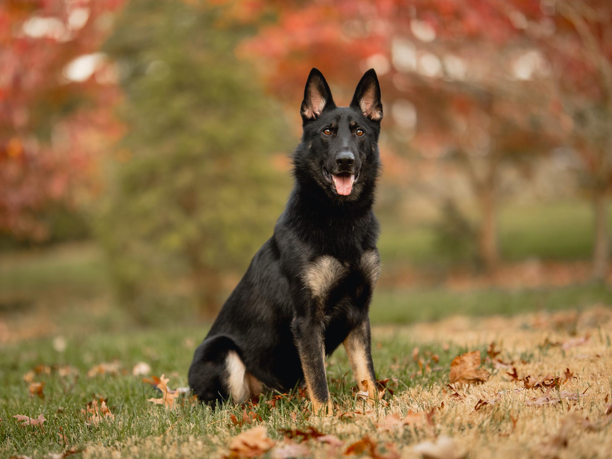 Protection Dogs For Sale Protection Dog Sales