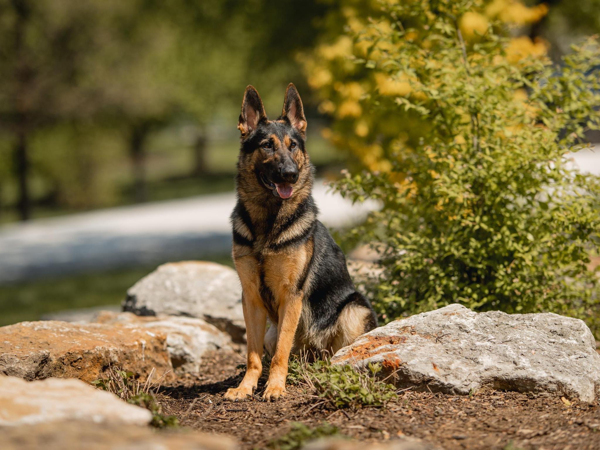 Protection Dogs For Sale Protection Dog Sales