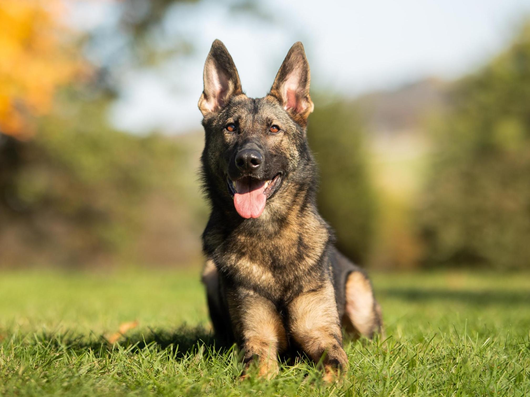 Protection Dog Sales Product Detail