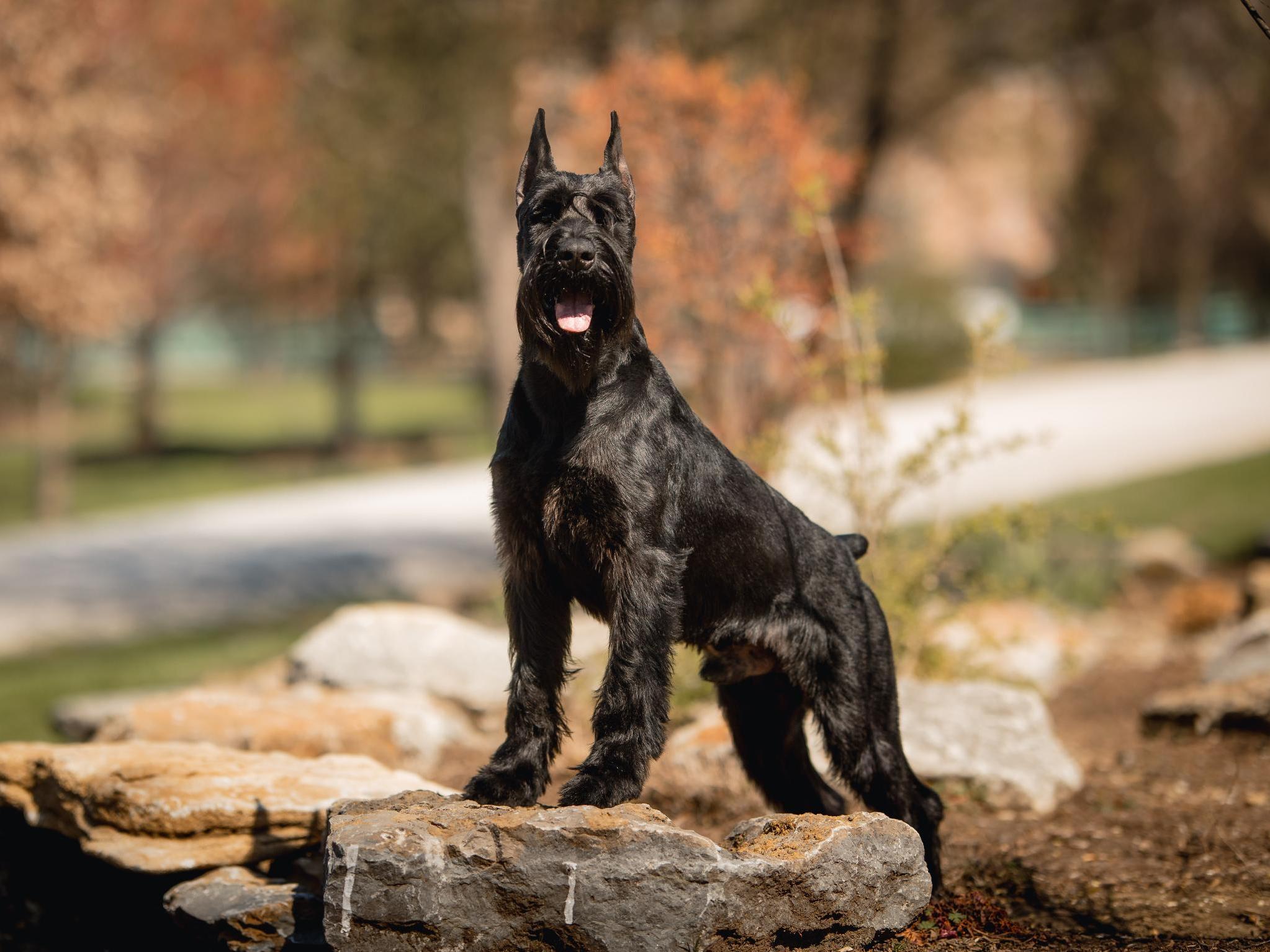 Protection Dogs For Sale Protection Dog Sales