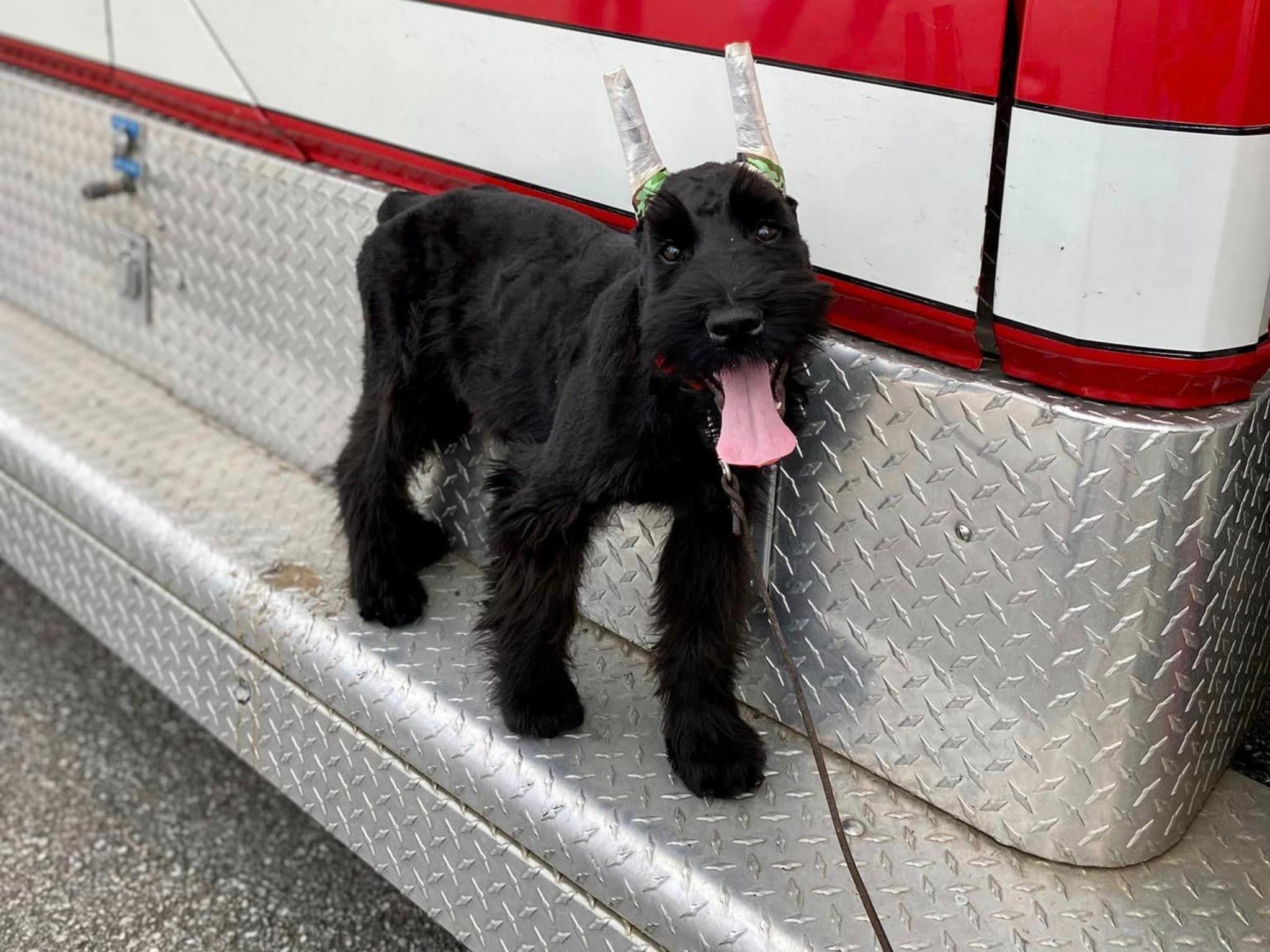 Protection Dogs For Sale Protection Dog Sales