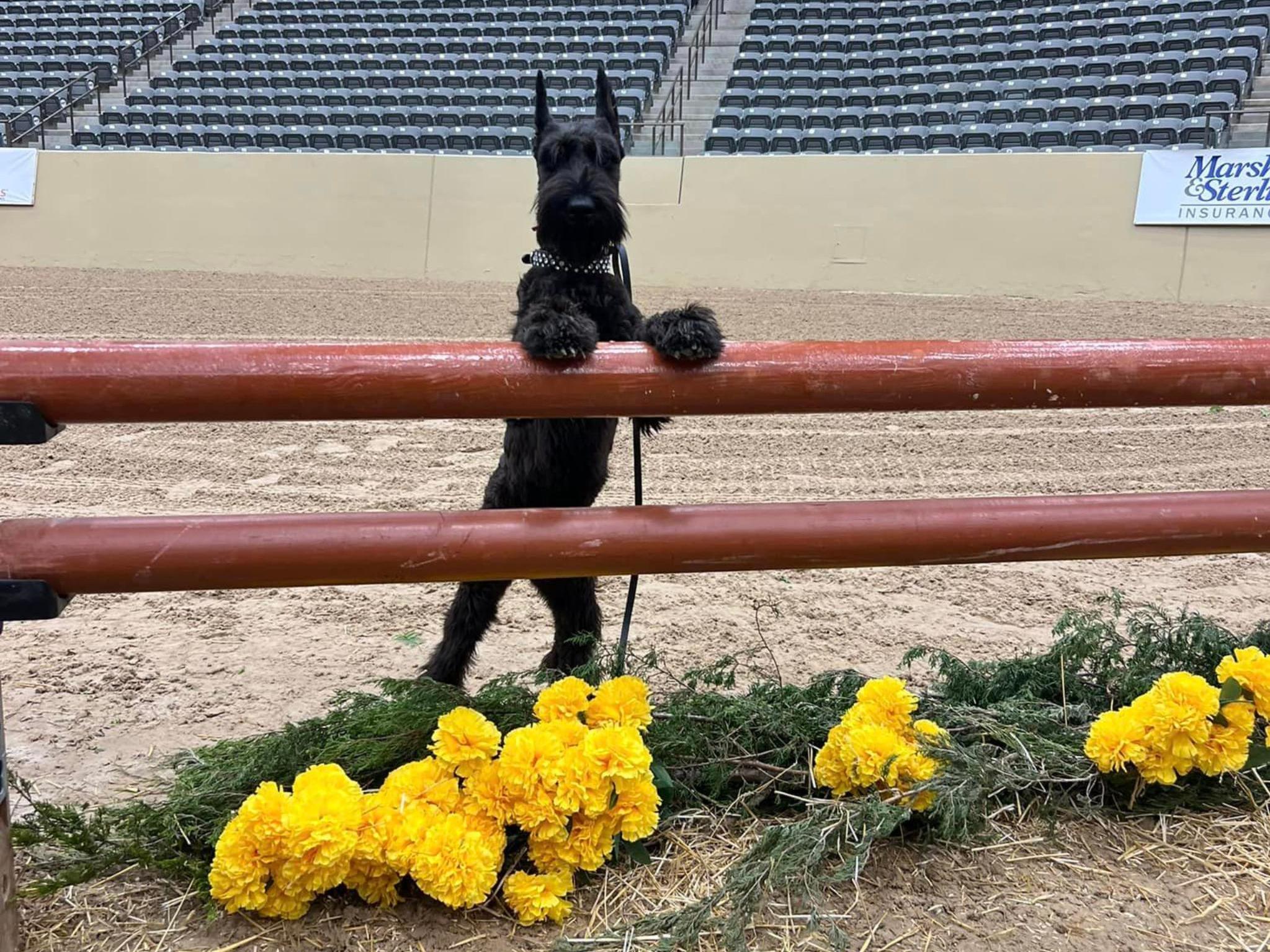 Protection Dogs For Sale Protection Dog Sales