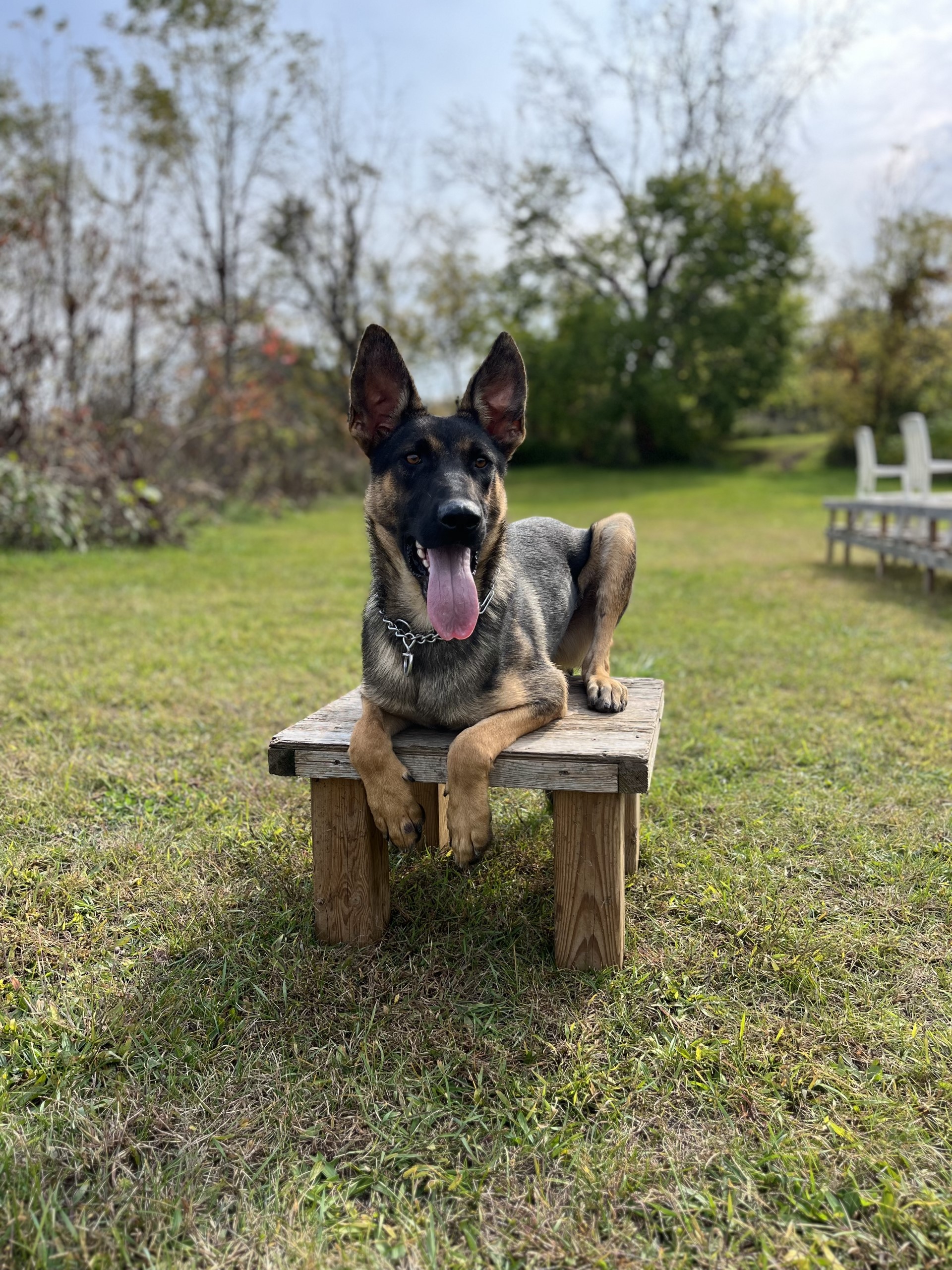 Personal protection German Shepherd for sale in Canada Fully Trained