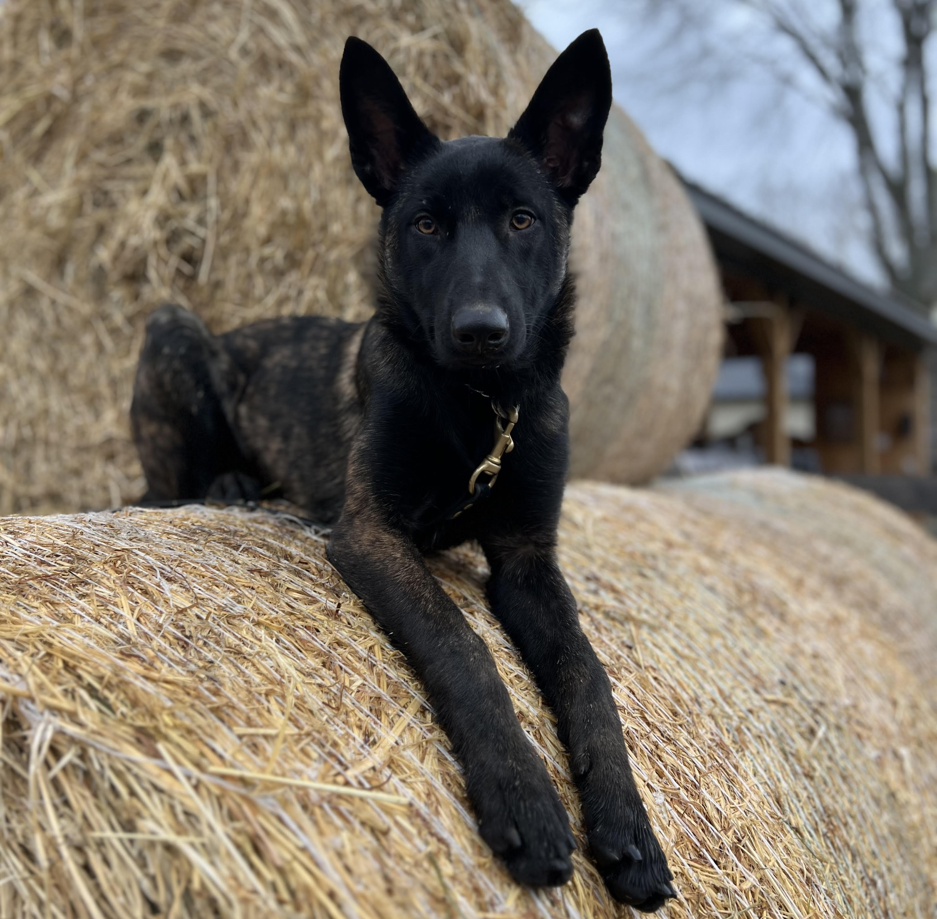 Personal protection German Shepherd for sale in Canada Fully Trained