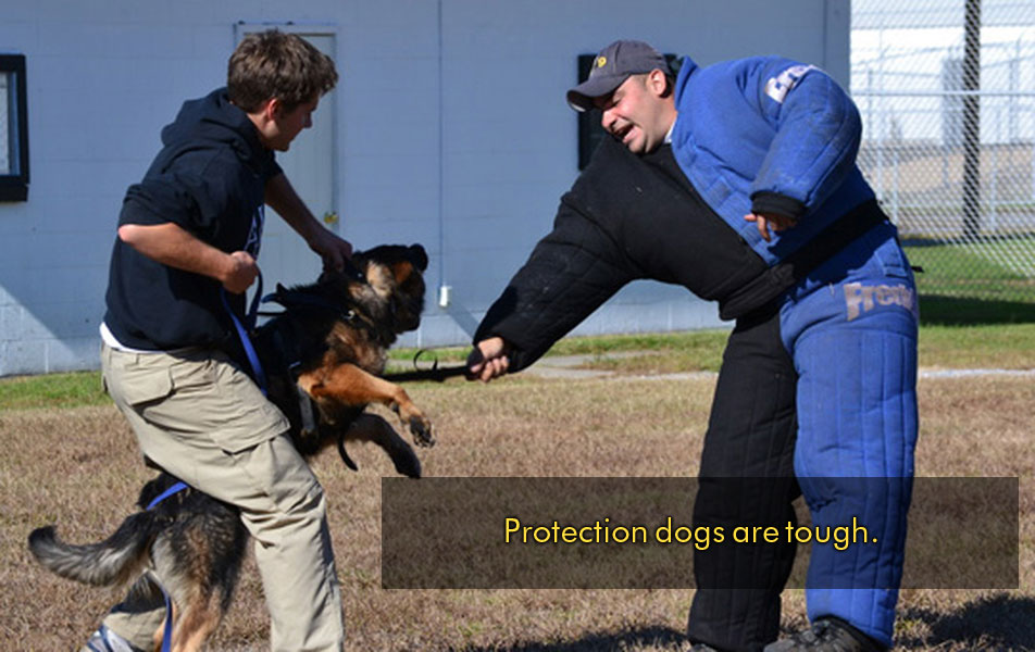 Home Protection Dogs EliteProtection Dogs Elite Protection on Four Legs