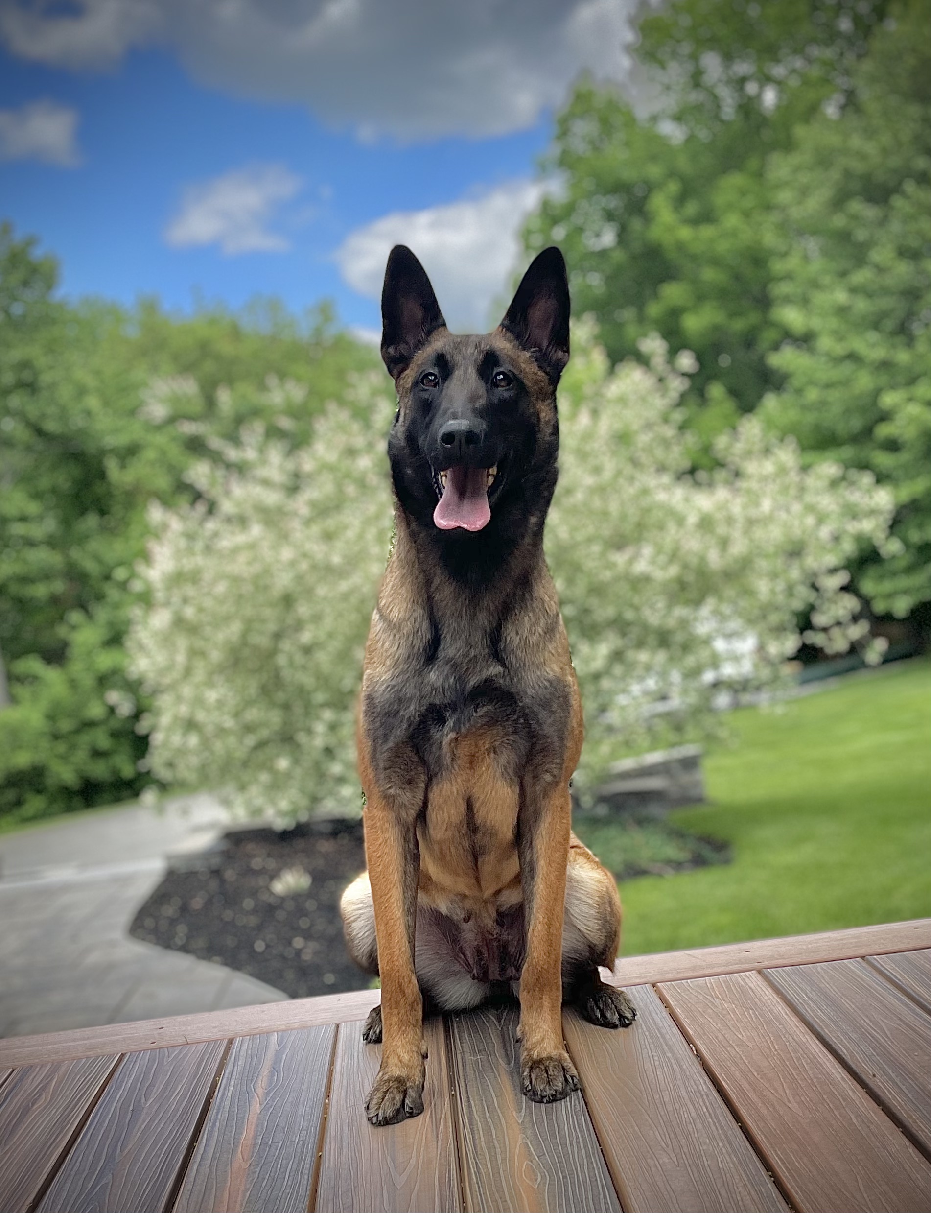 Home Protection Dogs Plus