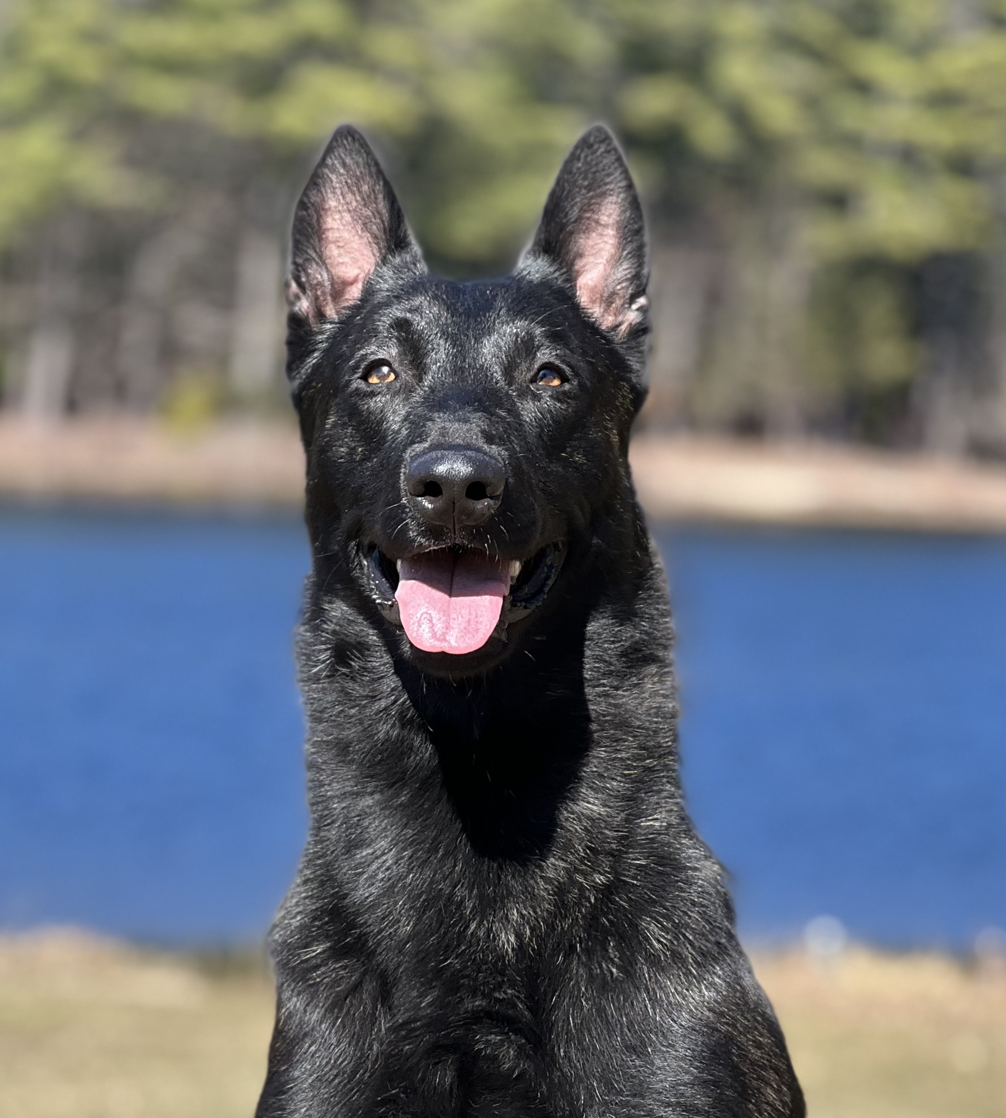 Drago Protection Dogs Plus