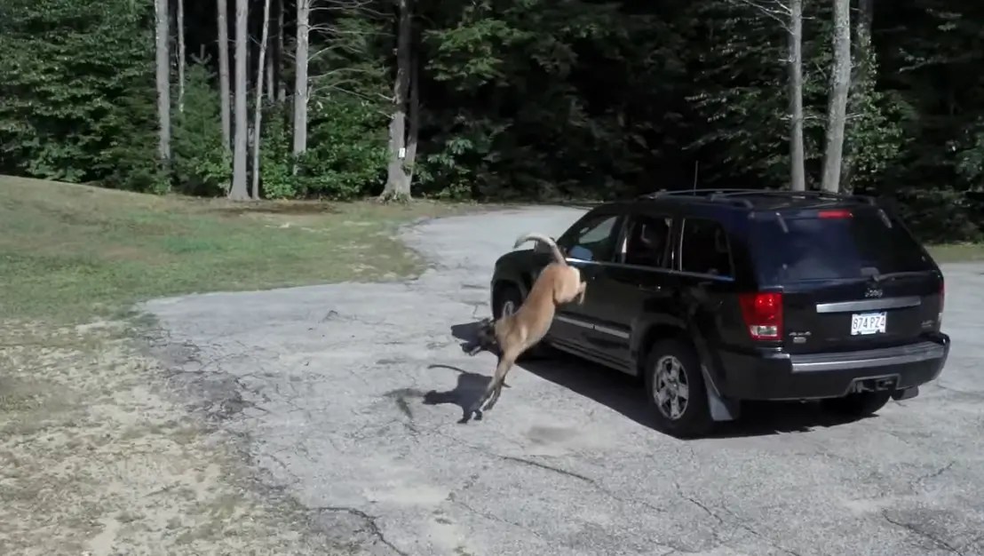 Videos of Our Dogs in Action Protection Dogs Plus