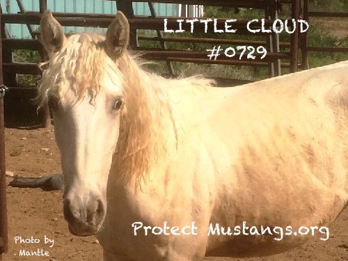 PM Mantle Little Cloud #0729