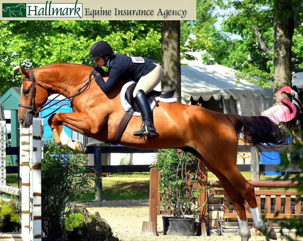 The Best Horse Insurance Options Protect My Paws