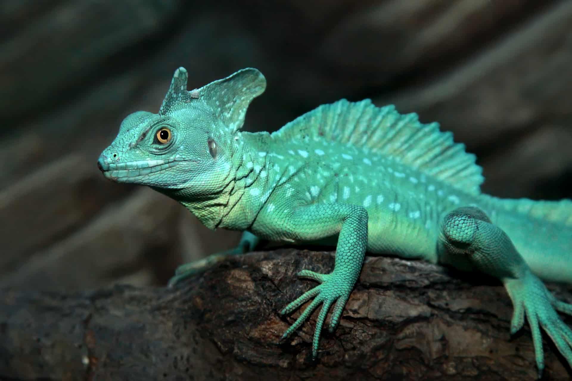 The Best Exotic Pet Insurance Options