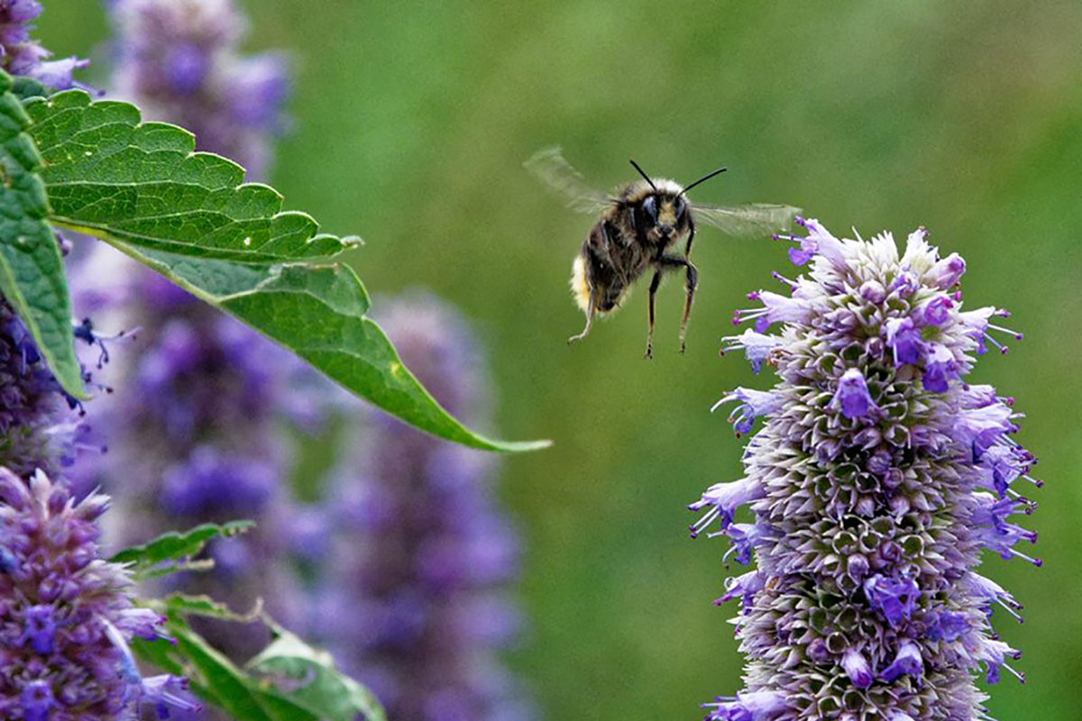 Bees Protect Protect Pro