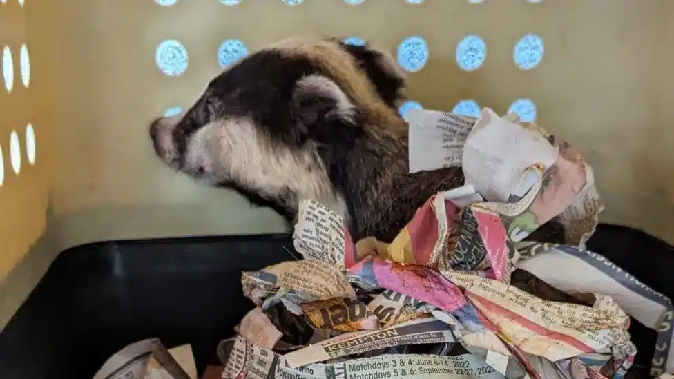 Another badger dies after being caught in snare Protect the Wild