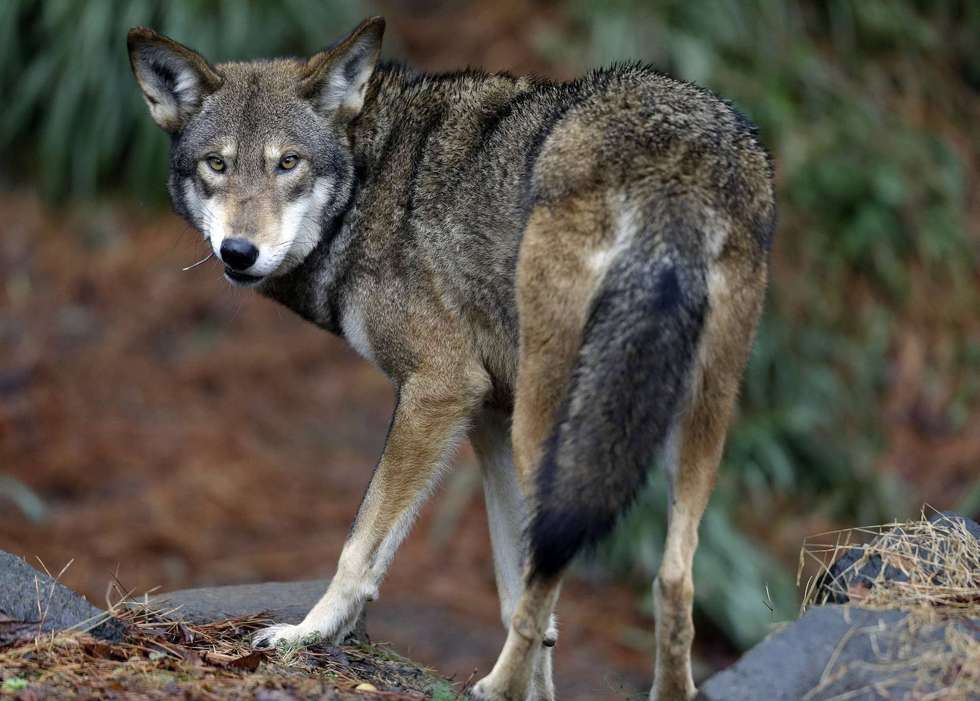 See Wolves of North America at West Redding's New Pond Farm Protect