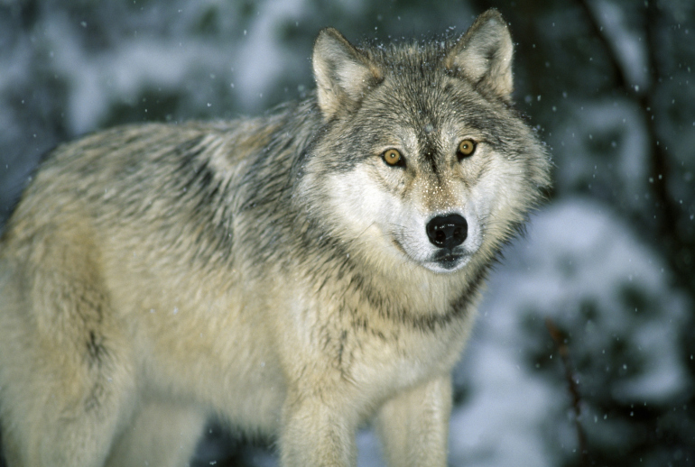 DNR Confirms Two Wolves Shot in Iowa Over Winter Protect