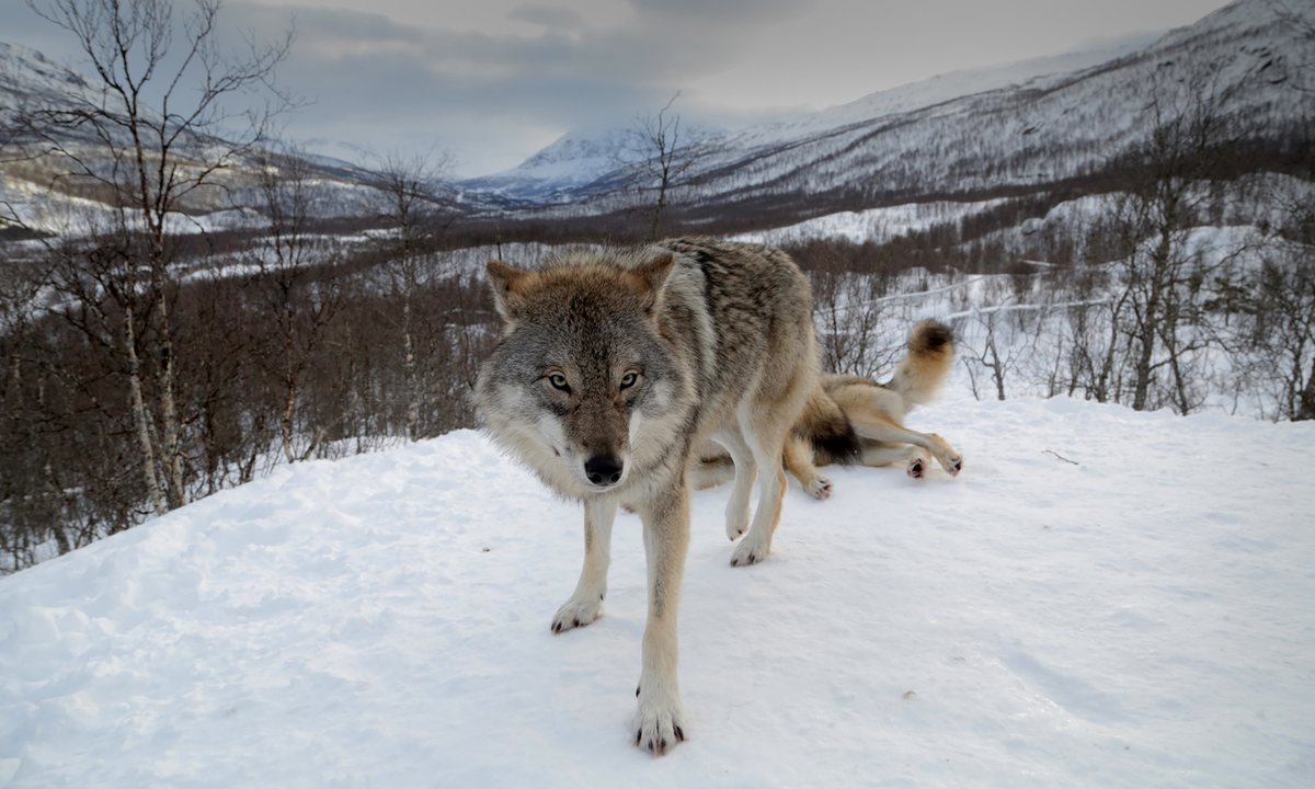 In the company of wolves animal encounters in Narvik, Norway Travel