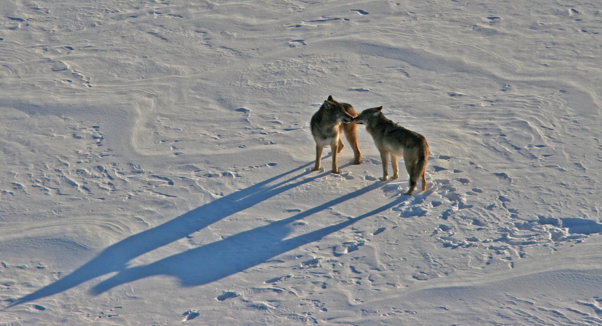 Wolves on Isle Royale ‘most certainly headed for extinction Protect