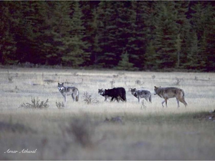 ‘Things are looking bleak’ for the Bow Valley wolf pack in Banff
