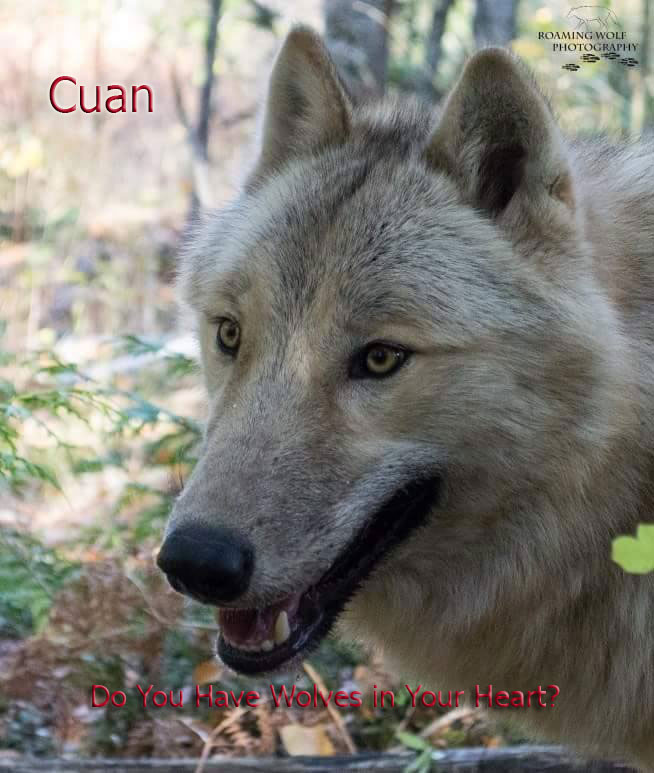 Help Us Protect The Wolves from United States West Virginia Ridgeway