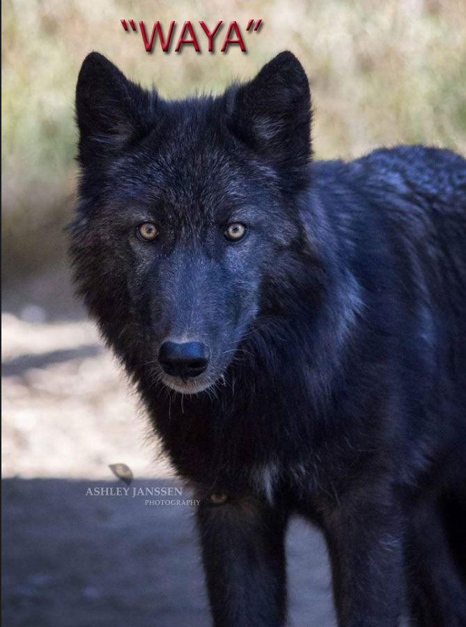 Protect The Wolves The only Native American 501c3 for Wolves Protect The Wolves™