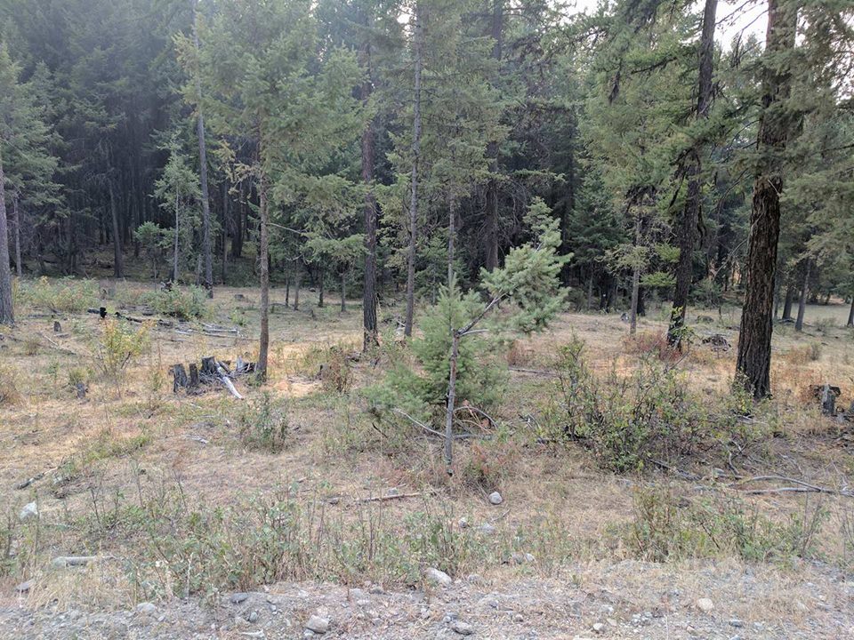 Colville Forest Service Grazing Allotment Damage Protect The Wolves™