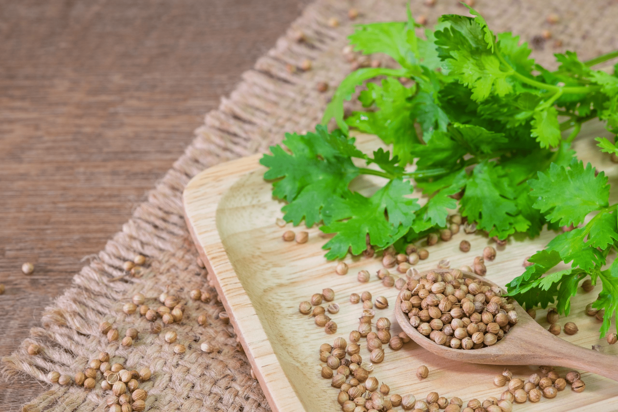 Coriander Benefits in Protein Shakes Protein Bars