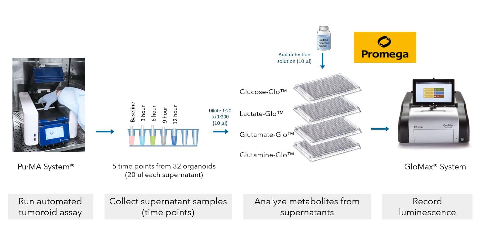 inar Metabolite Assays using 3D Cell Models
