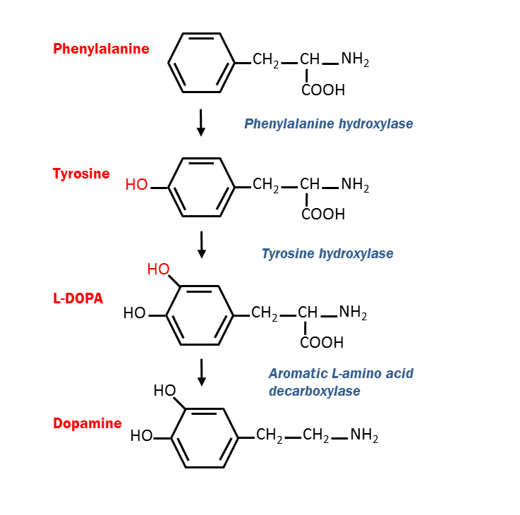 Don’t Blame The Cat The Toxoplasmosis Effect InterPro Articles