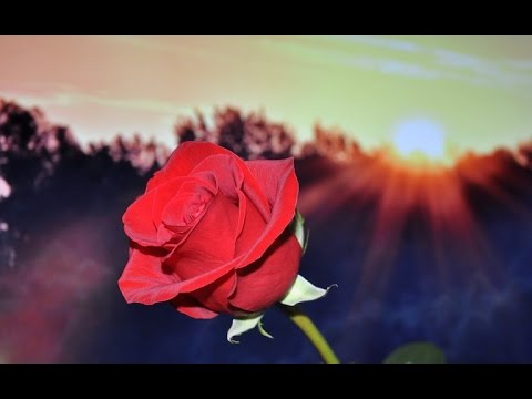 اعطاء الميت ورد