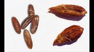 نواة التمر