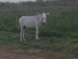 حمار ابيض