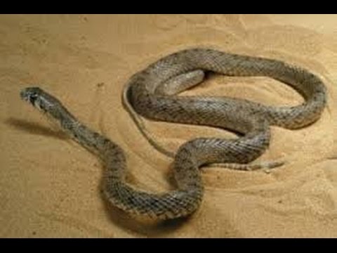 ثعبان كبير رمادي